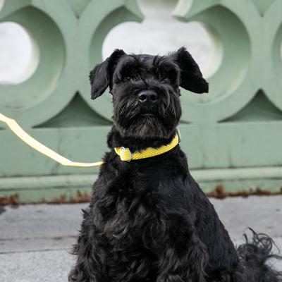 Show full view: HUGO & HUDSON Mesh Dog Collar, Yellow, X-Small slide 7 of 9