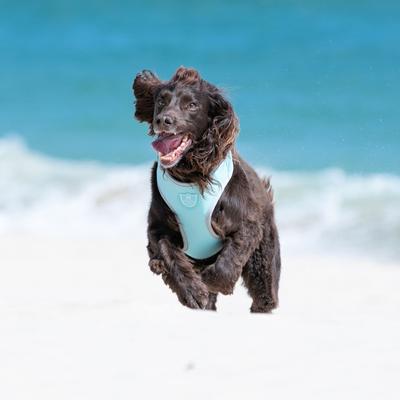 Show full view: HUGO & HUDSON Mesh Dog Harness, Aqua, Large slide 8 of 10