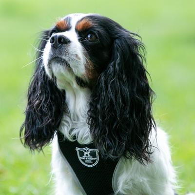 Show full view: HUGO & HUDSON Mesh Dog Harness, Black, Large slide 2 of 10