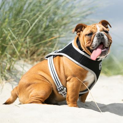 Show full view: HUGO & HUDSON Mesh Dog Harness, Black, Large slide 8 of 10