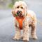 Show in main carousel: HUGO & HUDSON Mesh Dog Harness, Orange, Large slide 9 of 10