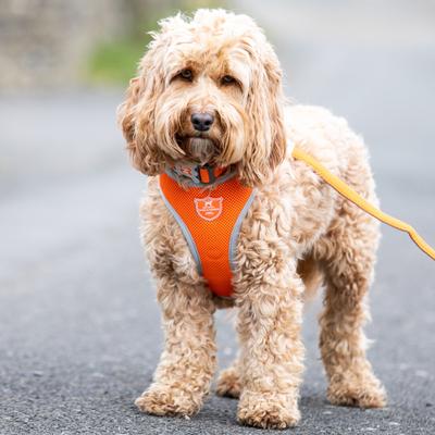 Show full view: HUGO & HUDSON Mesh Dog Harness, Orange, Large slide 9 of 10