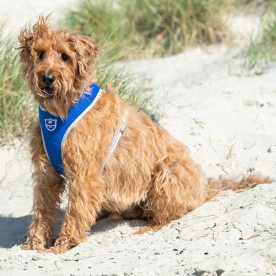 Show full view: HUGO & HUDSON Mesh Dog Harness, Royal Blue, Large slide 2 of 10