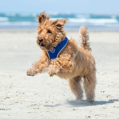 Show full view: HUGO & HUDSON Mesh Dog Harness, Royal Blue, Large slide 8 of 10