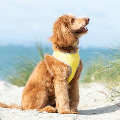 HUGO & HUDSON Mesh Dog Harness, Yellow, Medium slide 2 of 9