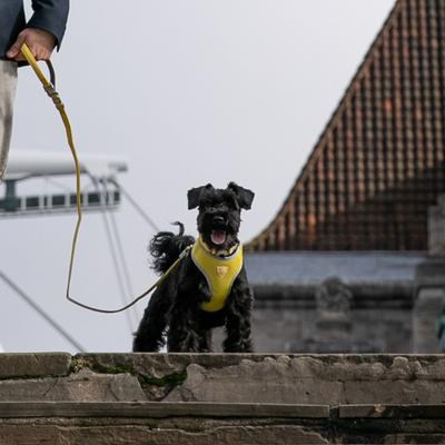 Show full view: HUGO & HUDSON Mesh Dog Harness, Yellow, Small slide 8 of 10