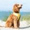 Show in main carousel: HUGO & HUDSON Mesh Dog Harness, Yellow, X-Small slide 2 of 10