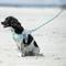 Show in main carousel: HUGO & HUDSON Mesh Dog Lead, Aqua, X-Small/Small slide 7 of 9