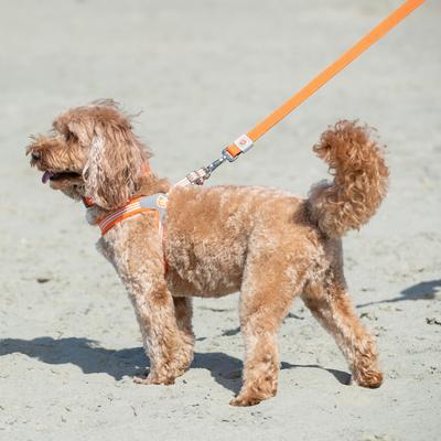 Show full view: HUGO & HUDSON Mesh Dog Lead, Orange, X-Small/Small slide 7 of 9