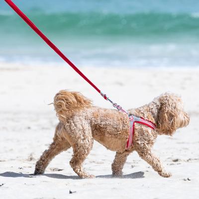 Show full view: HUGO & HUDSON Mesh Dog Lead, Red, Medium/Large slide 2 of 9