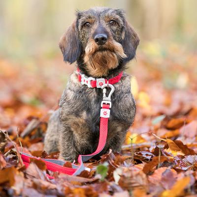Show full view: HUGO & HUDSON Mesh Dog Lead, Red, Medium/Large slide 7 of 9