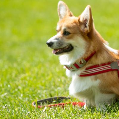 Show full view: HUGO & HUDSON Mesh Dog Lead, Red, X-Small/Small slide 6 of 9