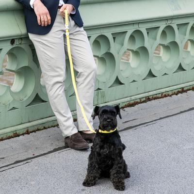 Show full view: HUGO & HUDSON Mesh Dog Lead, Yellow, X-Small/Small slide 7 of 10