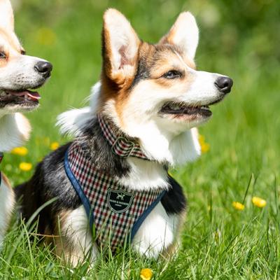 Show full view: HUGO & HUDSON Nylon Bone Buckle Dog Collar, Navy & Red, X-Small slide 2 of 8
