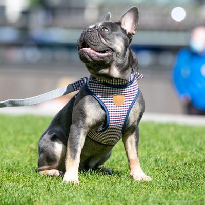 Show full view: HUGO & HUDSON Nylon Bone Buckle Dog Collar, Navy & Red, X-Small slide 4 of 8