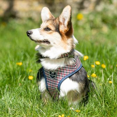 Show full view: HUGO & HUDSON Nylon Bone Buckle Dog Collar, Navy & Red, X-Small slide 5 of 8