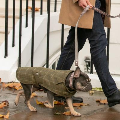 Show full view: HUGO & HUDSON Nylon Bone Buckle Dog Collar, Navy & Red, X-Small slide 6 of 8