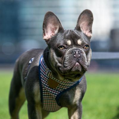 Show full view: HUGO & HUDSON Nylon Bone Buckle Dog Collar, Navy & Red, X-Small slide 7 of 8