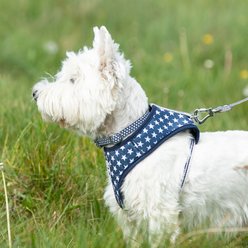 HUGO & HUDSON Nylon Bone Buckle Dog Collar, Navy, Small slide 2 of 8