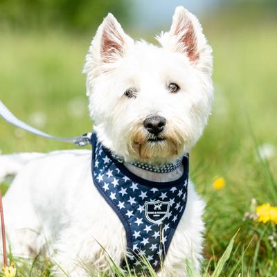 Show full view: HUGO & HUDSON Nylon Bone Buckle Dog Collar, Navy, X-Small slide 6 of 8