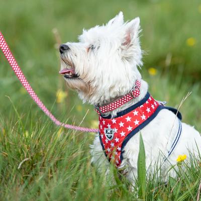 Show full view: HUGO & HUDSON Nylon Bone Buckle Dog Collar, Red, Large slide 4 of 8