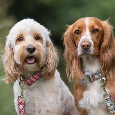 Show full view: HUGO & HUDSON Nylon Bone Buckle Dog Collar, Red, Large slide 5 of 8