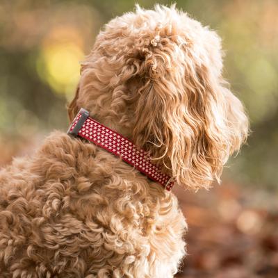 Show full view: HUGO & HUDSON Nylon Bone Buckle Dog Collar, Red, Large slide 6 of 8