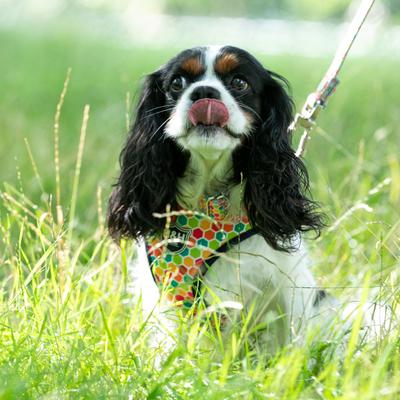 Show full view: HUGO & HUDSON Nylon Geometric Bone Buckle Dog Collar, Multi-colored, medium slide 3 of 9