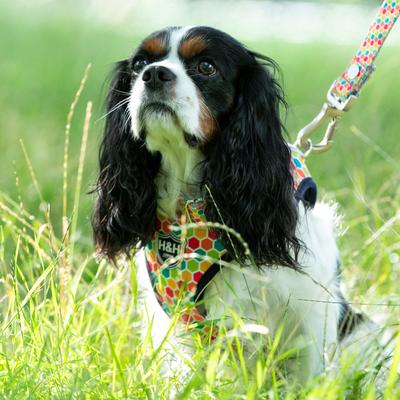 Show full view: HUGO & HUDSON Nylon Geometric Bone Buckle Dog Collar, Multi-colored, medium slide 5 of 9