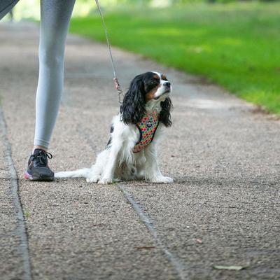 Show full view: HUGO & HUDSON Nylon Geometric Bone Buckle Dog Collar, Multi-colored, X-Small slide 7 of 8