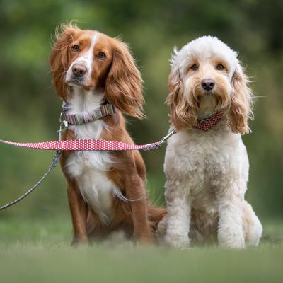 Show full view: HUGO & HUDSON Nylon Striped Bone Buckle Dog Collar, Multi-colored, Large slide 4 of 9