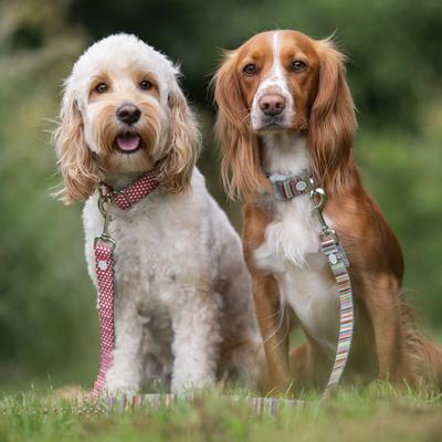 Show full view: HUGO & HUDSON Nylon Striped Bone Buckle Dog Collar, Multi-colored, Large slide 7 of 9