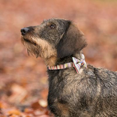 Show full view: HUGO & HUDSON Nylon Striped Bone Buckle Dog Collar, Multi-colored, X-Small slide 3 of 10