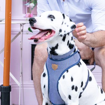 Show full view: HUGO & HUDSON Nylon Striped Bone Buckle Dog Collar, Navy, medium slide 2 of 9