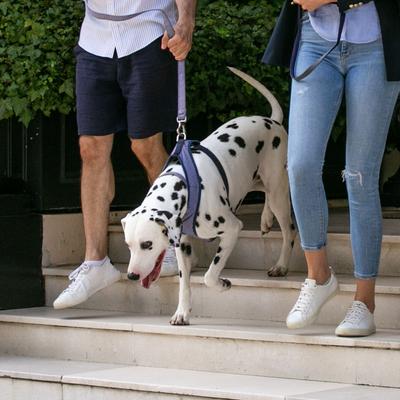 Show full view: HUGO & HUDSON Nylon Striped Bone Buckle Dog Collar, Navy, Small slide 6 of 9