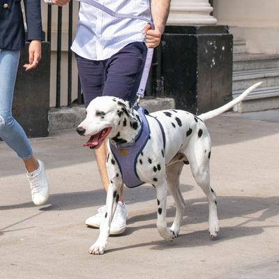 Show full view: HUGO & HUDSON Nylon Striped Bone Buckle Dog Collar, Navy, X-Small slide 5 of 10