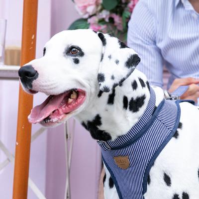 Show full view: HUGO & HUDSON Nylon Striped Bone Buckle Dog Collar, Navy, X-Small slide 6 of 10