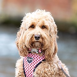 HUGO & HUDSON Nylon Watermelon Bone Buckle Dog Collar, Pink, Small slide 2 of 8