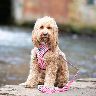 Show full view: HUGO & HUDSON Nylon Watermelon Bone Buckle Dog Collar, Pink, Small slide 8 of 10