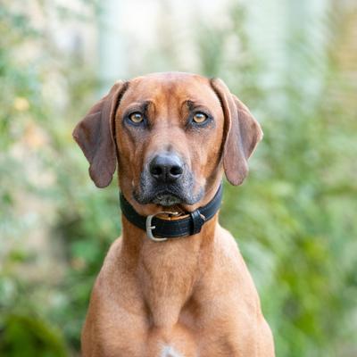 Show full view: HUGO & HUDSON Padded Leather Dog Collar, Black, 15.7-in slide 3 of 8