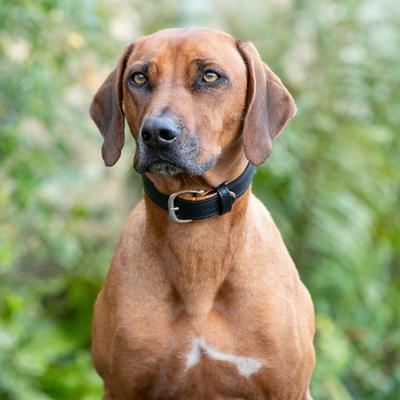 Show full view: HUGO & HUDSON Padded Leather Dog Collar, Black, 15.7-in slide 7 of 8