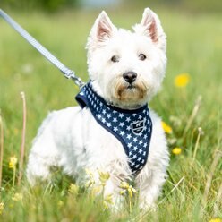 HUGO & HUDSON Printed Dog Harness, Navy Star, X-Small slide 2 of 9