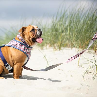 Show full view: HUGO & HUDSON Printed Dog Leash, Navy & Red, X-Small/Small slide 2 of 8