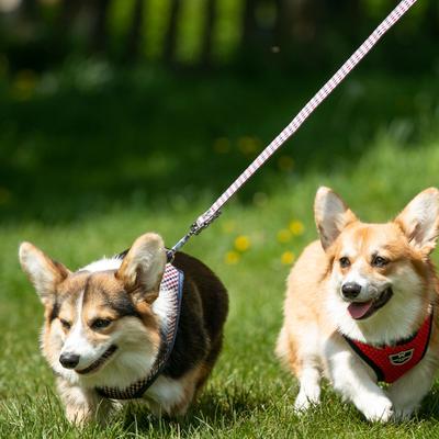 Show full view: HUGO & HUDSON Printed Dog Leash, Navy & Red, X-Small/Small slide 5 of 8