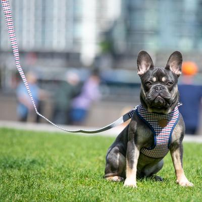 Show full view: HUGO & HUDSON Printed Dog Leash, Navy & Red, X-Small/Small slide 7 of 8