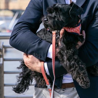 Show full view: HUGO & HUDSON Printed Dog Leash, Orange, X-Small/Small slide 2 of 8