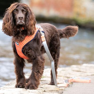 Show full view: HUGO & HUDSON Printed Dog Leash, Orange, X-Small/Small slide 5 of 8