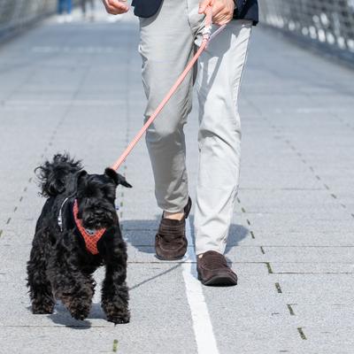 Show full view: HUGO & HUDSON Printed Dog Leash, Orange, X-Small/Small slide 7 of 8