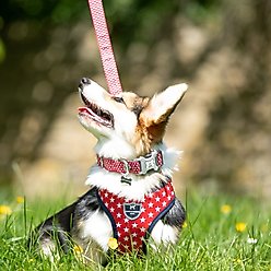 HUGO & HUDSON Printed Dog Leash, Red, X-Small/Small slide 2 of 8