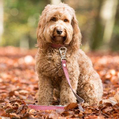 Show full view: HUGO & HUDSON Printed Dog Leash, Red, X-Small/Small slide 7 of 8